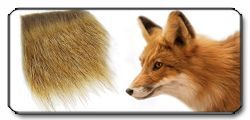 Pelo di volpe (Fox Hair)