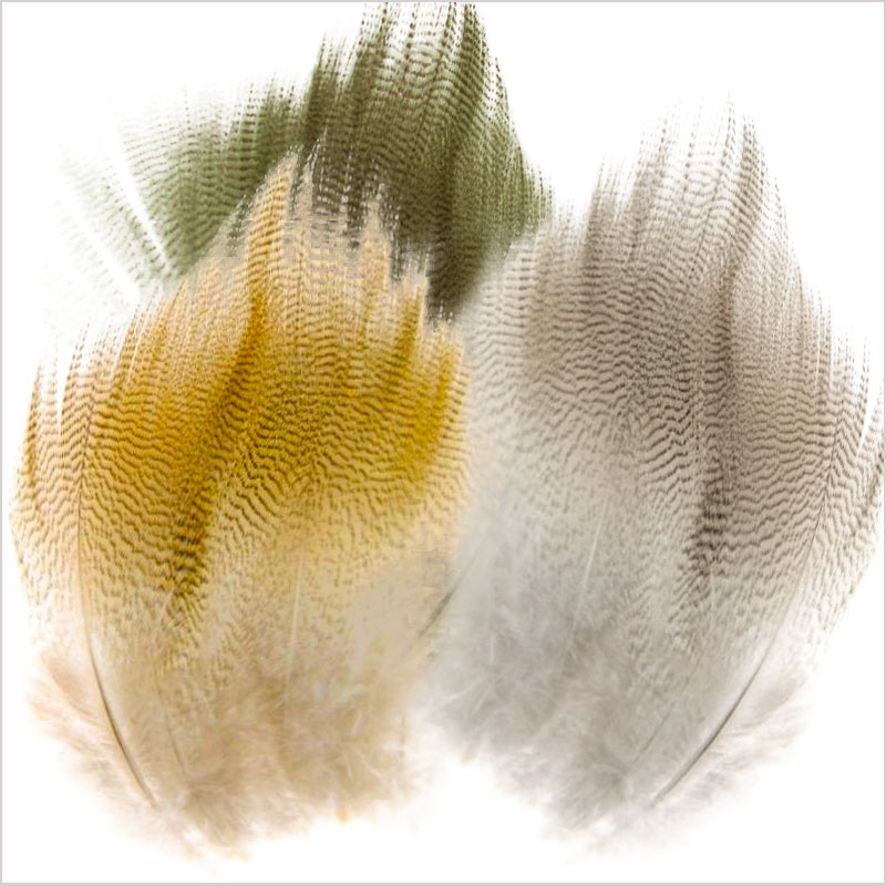 Mallard Flank Feathers 